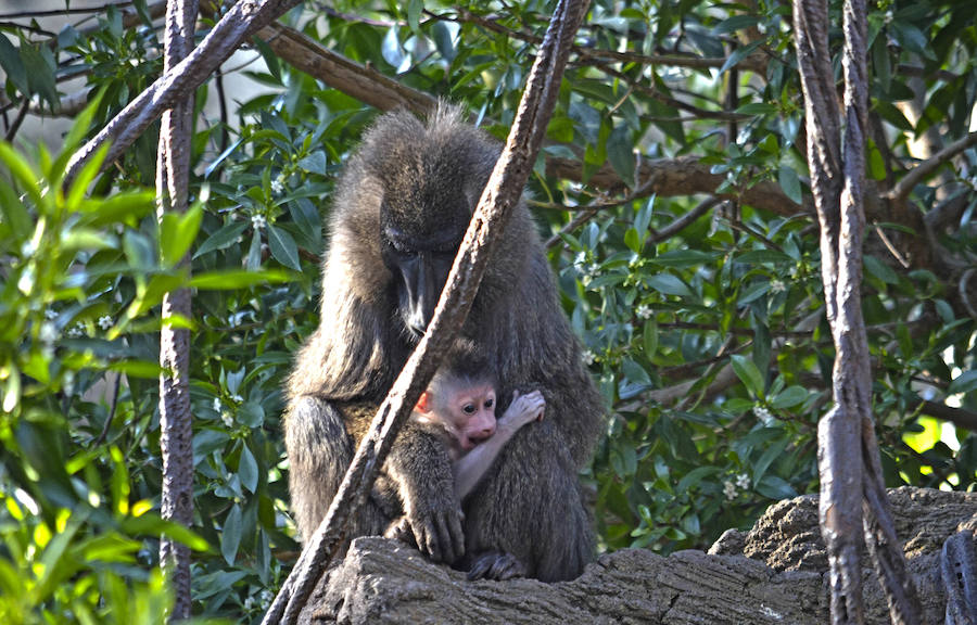 Fotos: Nace una cría de Dril en el Bioparc Valencia