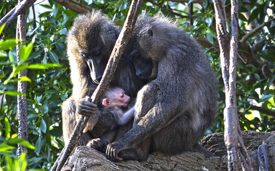 Fotos: Nace una cría de Dril en el Bioparc Valencia