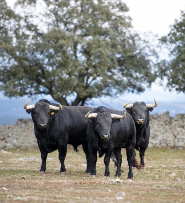 Lote de toros de Victoriano en la finca el Palomar. 