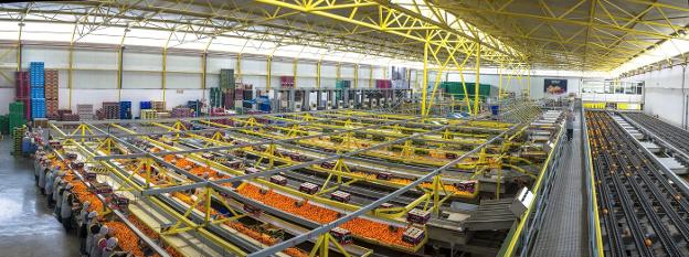 Naranjas y melones de calidad 365 días al año