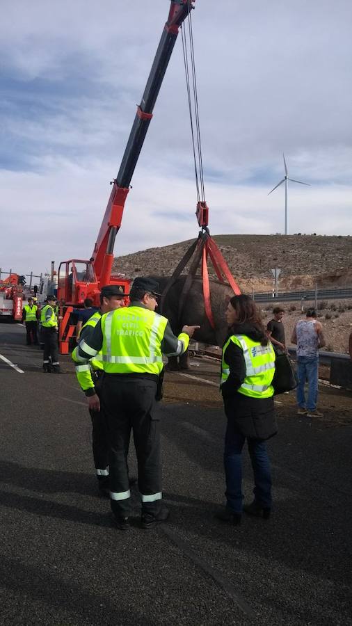 Fotos: Accidente en la A-30 de un camión con elefantes