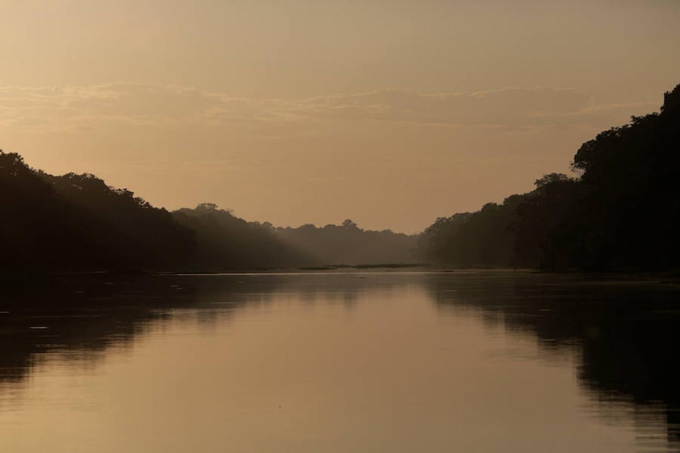 Los jaguares del Amazonas han aprendido a refugiarse en los árboles para evitar las inundaciones. Y es que, cuando las lluvias hacen acto de presencia en la reserva natural de Mamirauá (Brasil) y el nivel del agua sube hasta cubrir el suelo estos felinos prefieren estar a cubierto en las copas más elevadas. Los investigadores del Proyecto Iauaretê son los encargados de adentrarse en la reserva y monitorizarlos para estudiar su evolución así como su relación con los residentes locales.