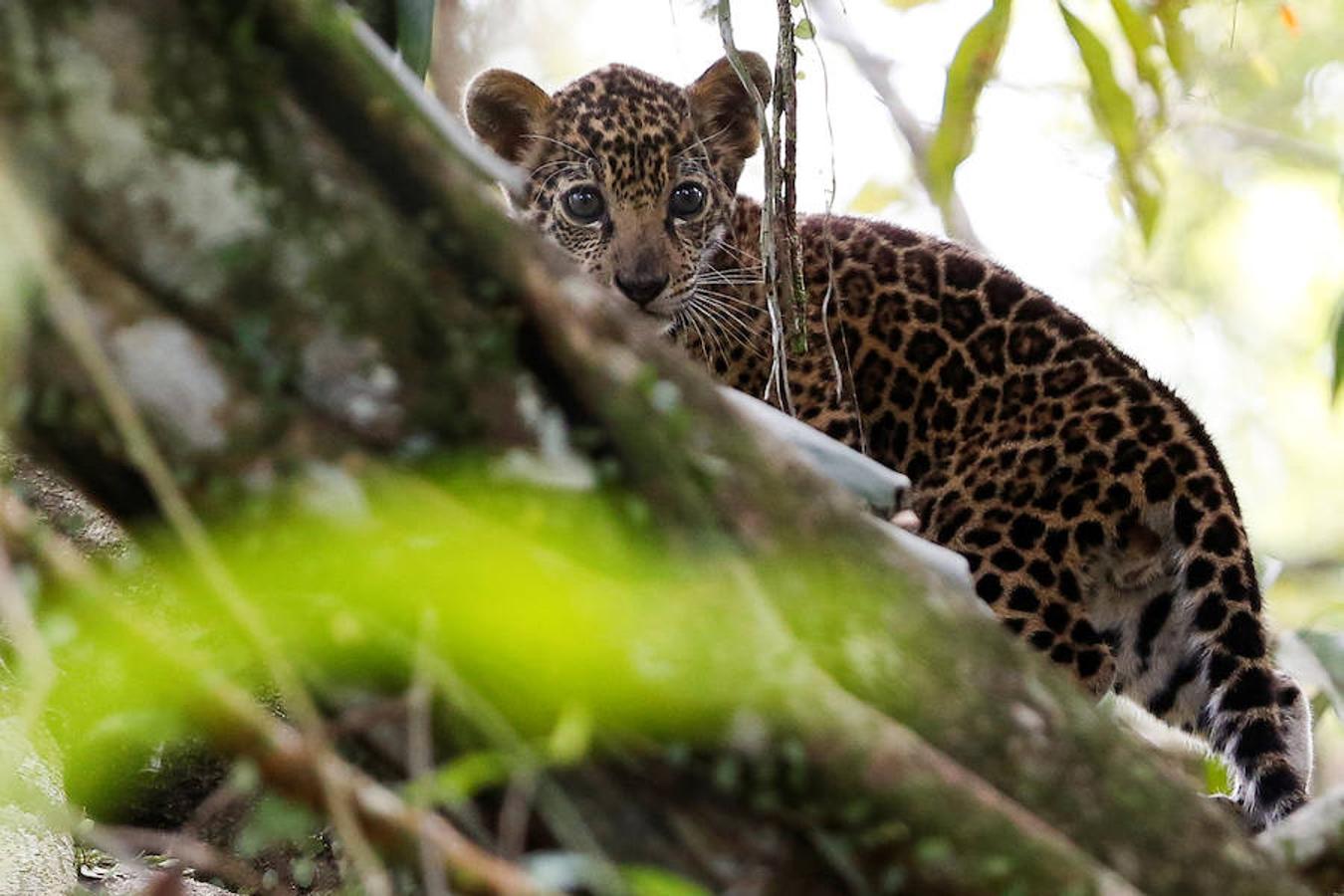 Los jaguares del Amazonas han aprendido a refugiarse en los árboles para evitar las inundaciones. Y es que, cuando las lluvias hacen acto de presencia en la reserva natural de Mamirauá (Brasil) y el nivel del agua sube hasta cubrir el suelo estos felinos prefieren estar a cubierto en las copas más elevadas. Los investigadores del Proyecto Iauaretê son los encargados de adentrarse en la reserva y monitorizarlos para estudiar su evolución así como su relación con los residentes locales.