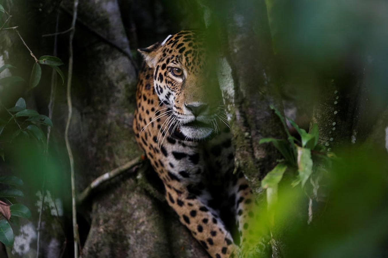 Los jaguares del Amazonas han aprendido a refugiarse en los árboles para evitar las inundaciones. Y es que, cuando las lluvias hacen acto de presencia en la reserva natural de Mamirauá (Brasil) y el nivel del agua sube hasta cubrir el suelo estos felinos prefieren estar a cubierto en las copas más elevadas. Los investigadores del Proyecto Iauaretê son los encargados de adentrarse en la reserva y monitorizarlos para estudiar su evolución así como su relación con los residentes locales.