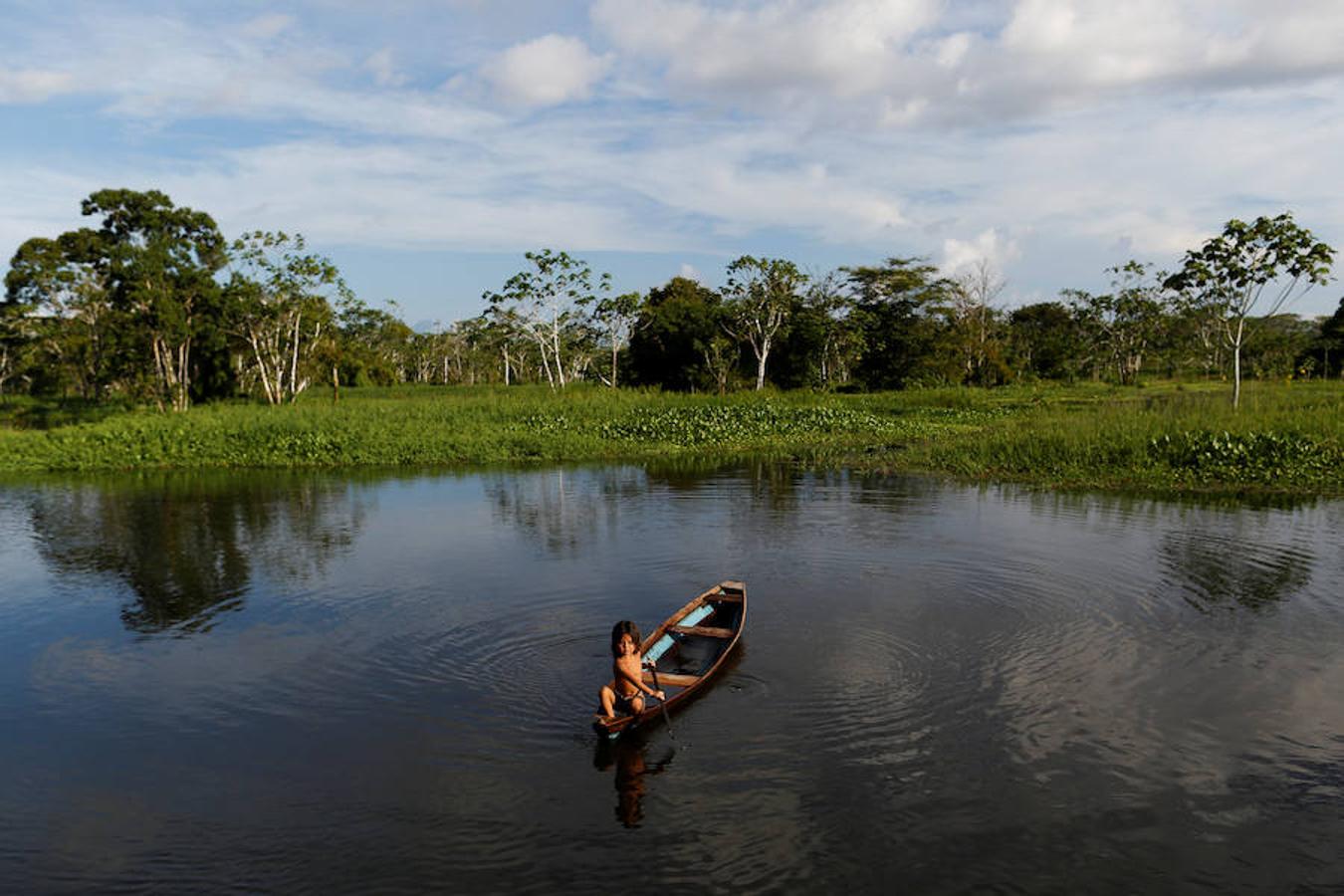 Los jaguares del Amazonas han aprendido a refugiarse en los árboles para evitar las inundaciones. Y es que, cuando las lluvias hacen acto de presencia en la reserva natural de Mamirauá (Brasil) y el nivel del agua sube hasta cubrir el suelo estos felinos prefieren estar a cubierto en las copas más elevadas. Los investigadores del Proyecto Iauaretê son los encargados de adentrarse en la reserva y monitorizarlos para estudiar su evolución así como su relación con los residentes locales.