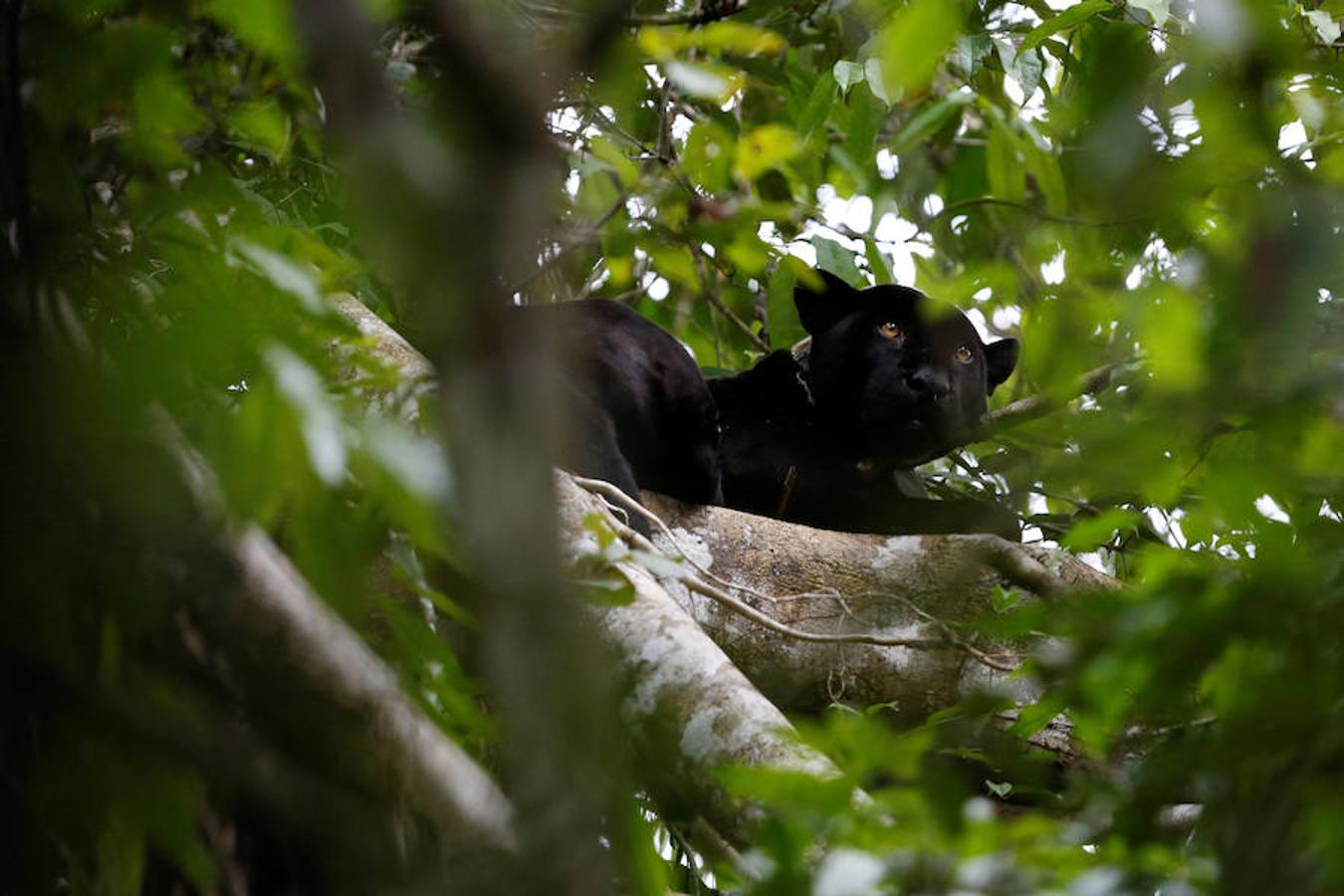 Los jaguares del Amazonas han aprendido a refugiarse en los árboles para evitar las inundaciones. Y es que, cuando las lluvias hacen acto de presencia en la reserva natural de Mamirauá (Brasil) y el nivel del agua sube hasta cubrir el suelo estos felinos prefieren estar a cubierto en las copas más elevadas. Los investigadores del Proyecto Iauaretê son los encargados de adentrarse en la reserva y monitorizarlos para estudiar su evolución así como su relación con los residentes locales.