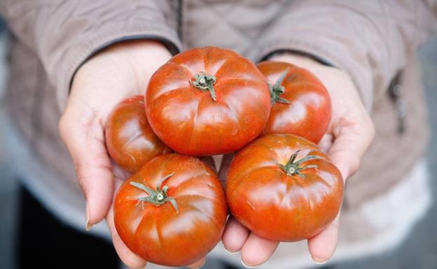 Investigadores valencianos descubren una forma fácil y barata de cultivar tomates con más sabor y más nutritivos