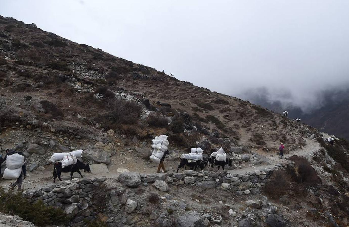 Comienza la temporada de escalada en el Himalaya. La ruta de subida a la cumbre acoge una gran cantidad de turistas que intenta ascender algún tramo del pico más alto del planeta. La imagen que más se repite estos días son grupos de excursionistas pasando por la aldea de Phortse a Pheriche en dirección al Everest.