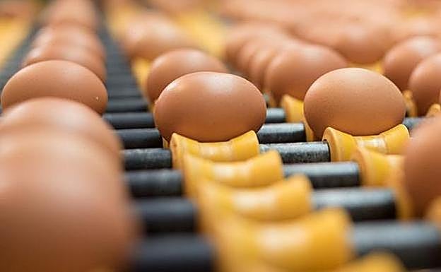 Huevos Guillén compra a Ivace 5.000 metros para ampliar sus instalaciones