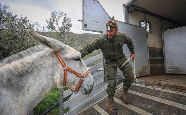 Un militar conduce a 'Tomillo' al camión.