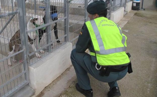 Condenado a dos años y dos meses de cárcel el dueño de cinco perros que atacaron mortalmente a un agricultor en Beniarbeig