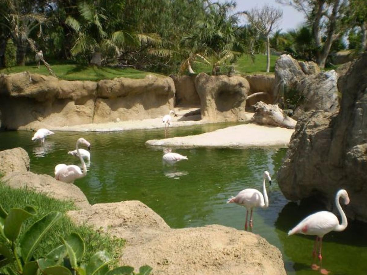  Alrededor de 100.000 metros cuadrados: El conocido Bioparc de Valencia está ubicado en el Parque de Cabecera. La existencia de animales y vegetación ofrece a quien visita este lugar a descubrir, de manera más profunda, el mundo de la naturaleza. 