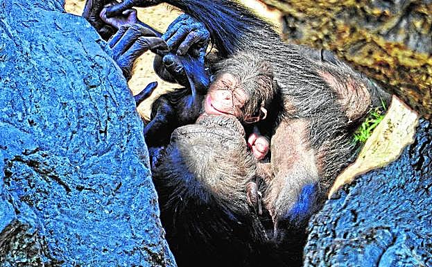 La chimpancé descansa al sol con su bebé recién nacido el pasado 17 de abril.