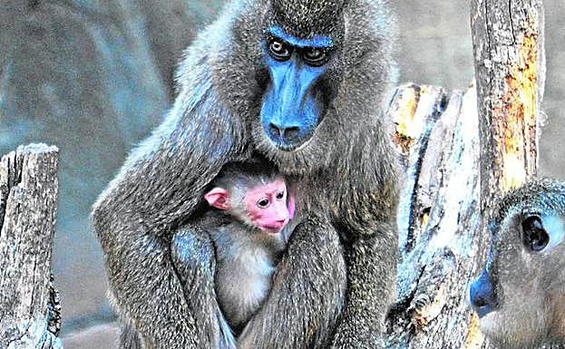 Nueva cría de dril, uno de los primates más amenazados de África.