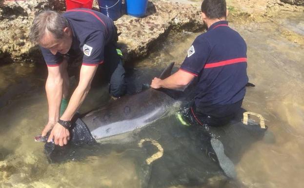 Rescatan un delfín varado en la playa del Morrongo de Benicarló