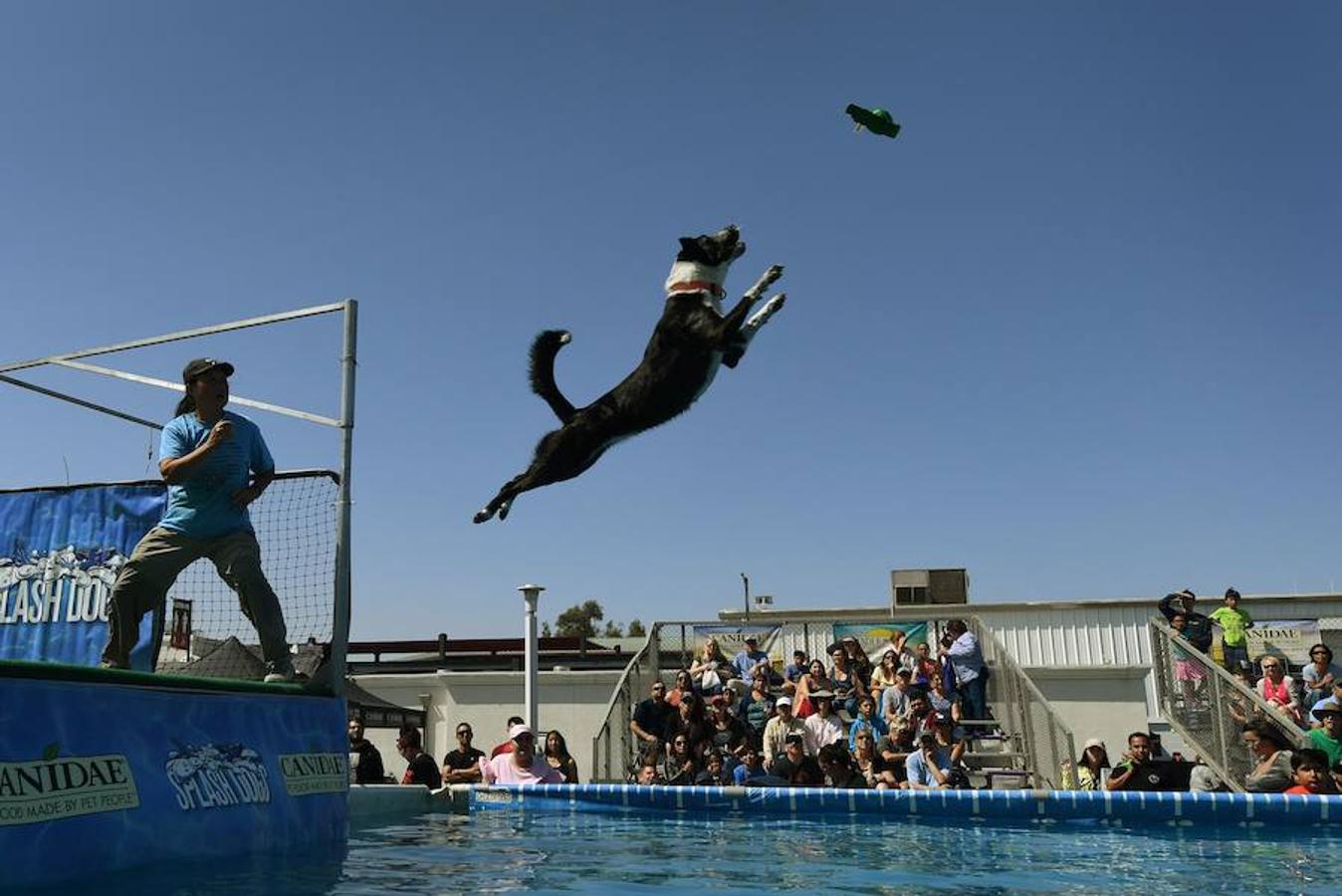 Splash Dogs es una divertida competición de saltos y acrobacias sobre el agua protagonizados por perros. En esta ocasión se celebró en el Concurso de Mascotas de América, celebrado en la localidad de Costa Mesa, California, el pasado 28 de abril.