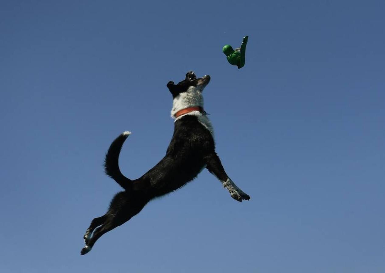 Splash Dogs es una divertida competición de saltos y acrobacias sobre el agua protagonizados por perros. En esta ocasión se celebró en el Concurso de Mascotas de América, celebrado en la localidad de Costa Mesa, California, el pasado 28 de abril.