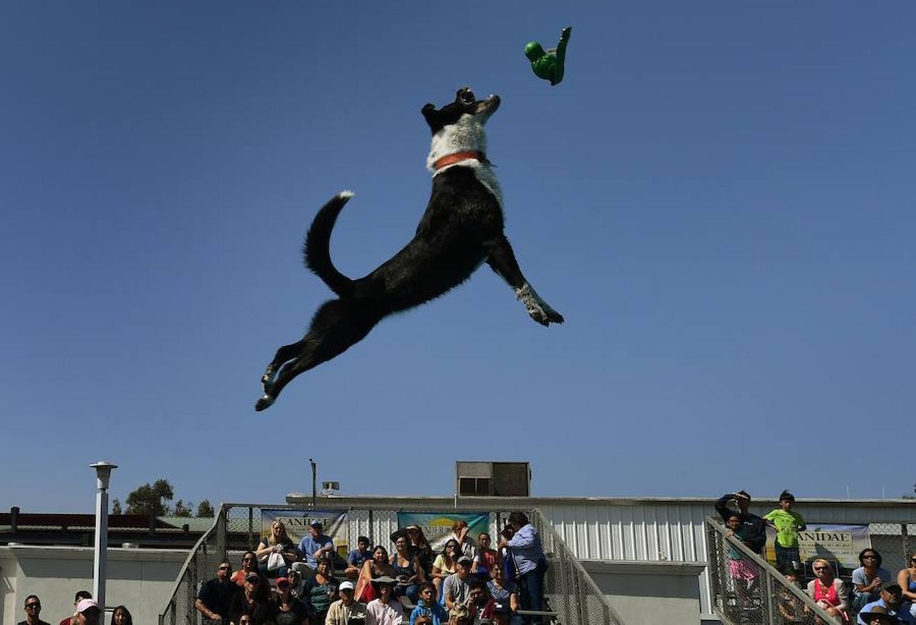 Splash Dogs es una divertida competición de saltos y acrobacias sobre el agua protagonizados por perros. En esta ocasión se celebró en el Concurso de Mascotas de América, celebrado en la localidad de Costa Mesa, California, el pasado 28 de abril.