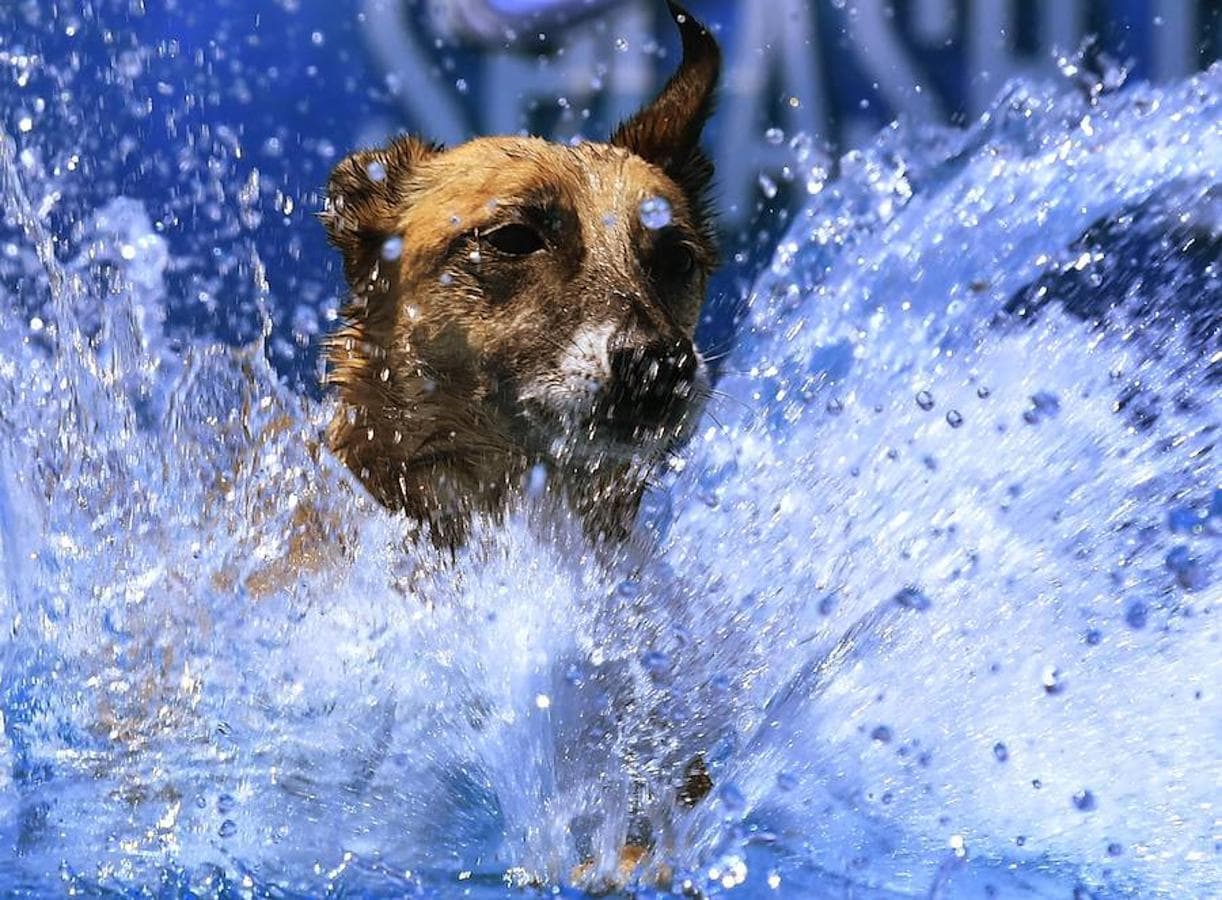 Splash Dogs es una divertida competición de saltos y acrobacias sobre el agua protagonizados por perros. En esta ocasión se celebró en el Concurso de Mascotas de América, celebrado en la localidad de Costa Mesa, California, el pasado 28 de abril.