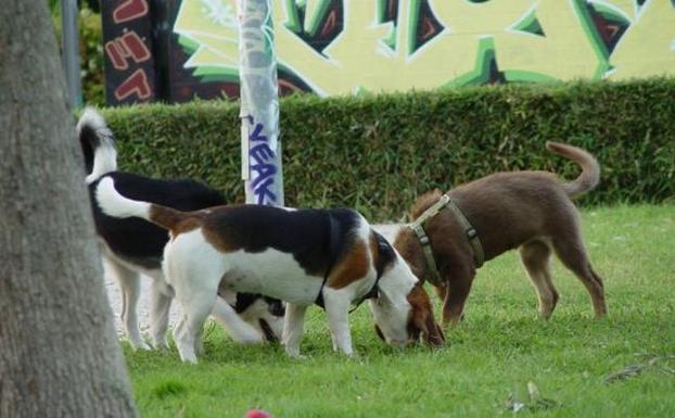 Tres perros en un parque de Valencia, en una imagen de archivo. 