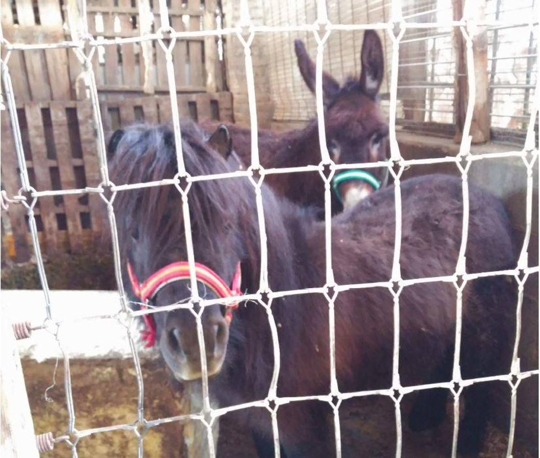 Fotos: Animales en mal estado en una alquería en Valencia