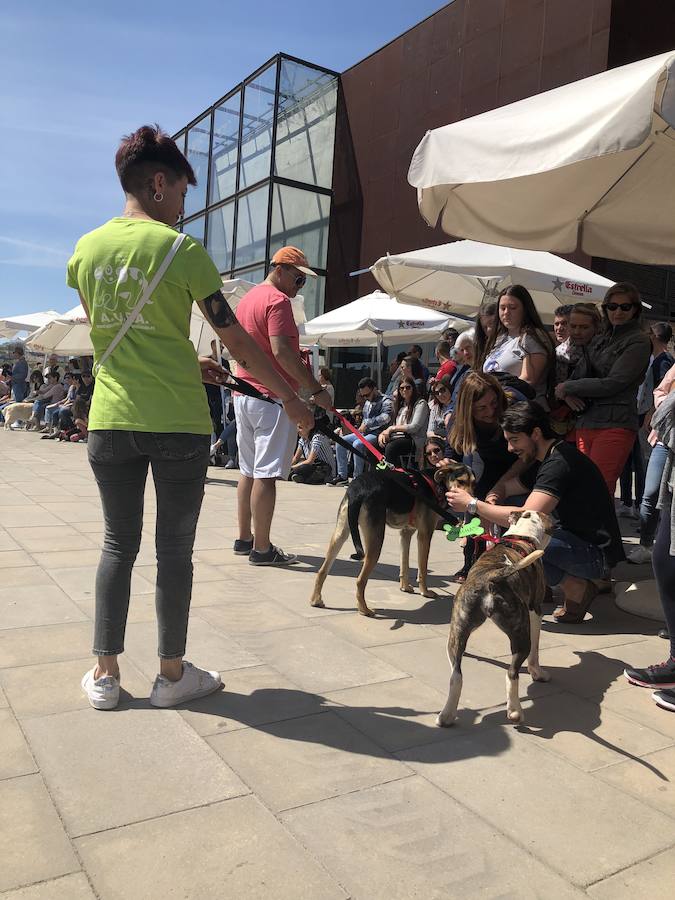 Decenas de familias han acudido este domingo a la explanada del Bioparc para ver el desfile de perros abandonados organizados conjuntamente con AUPA. Los más pequeños han podido disfrutar de animales que buscaban una segunda oportunidad.