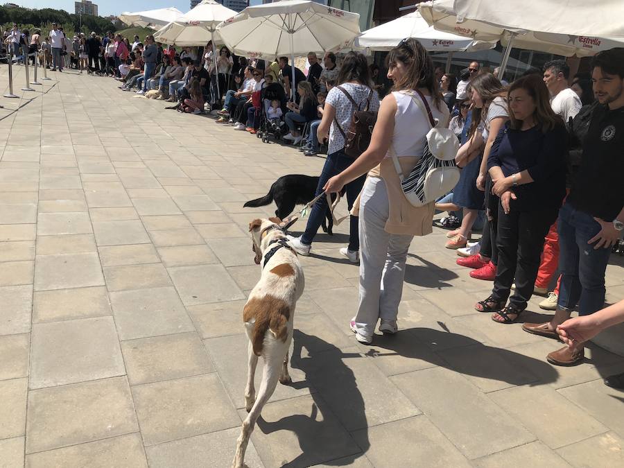 Decenas de familias han acudido este domingo a la explanada del Bioparc para ver el desfile de perros abandonados organizados conjuntamente con AUPA. Los más pequeños han podido disfrutar de animales que buscaban una segunda oportunidad.