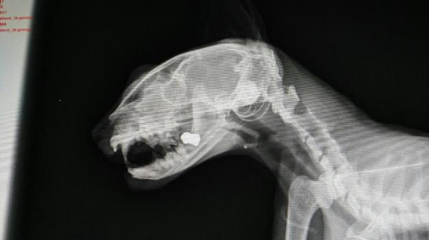 La radiografía de la gata, con los perdigones en la mandíbula. 