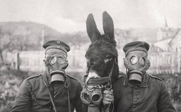 Un asno con máscara antigás, como los que llevaban víveres al frente en la I Guerra Mundial.