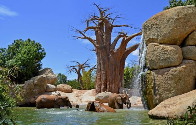 Animales en el Bioparc. 