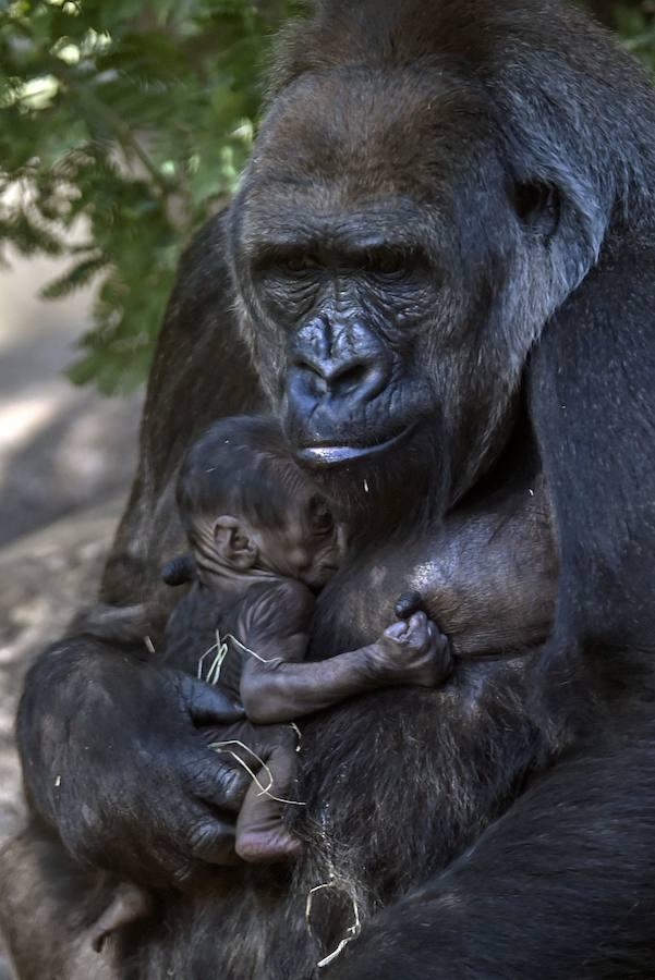 Un gorila portando en brazos a su cría en el zoo de Belo Horizonte, Brasil. 