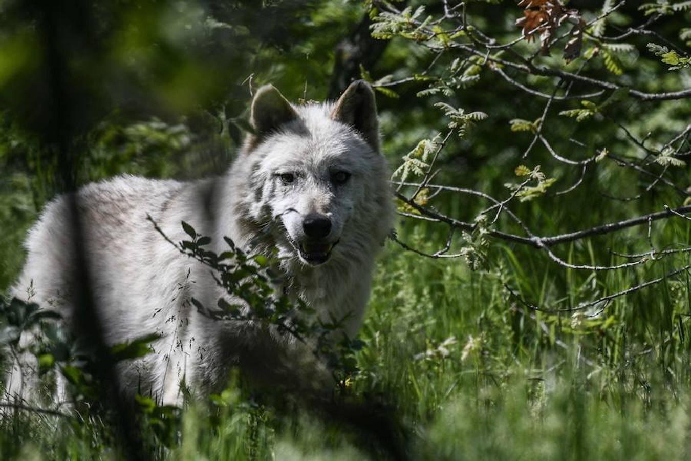 Un lobo se encuentra en el santuario de Arcturos, en Nymfaio, en las laderas del monte Vitsi, situado a 600 kilómetros, al noroeste de Atenas. 