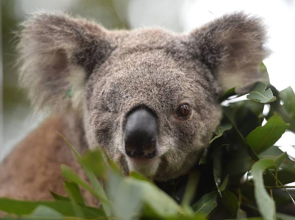 Esta koala se llama Oxley Kaylee, le amputaron la pata trasera izquierda y perdió un ojo tras ser atropellada por un coche, se encuentra mirando al Hospital Koala, en Port Macquarie, en la costa norte de Nueva Gales del Sur, Australia. 