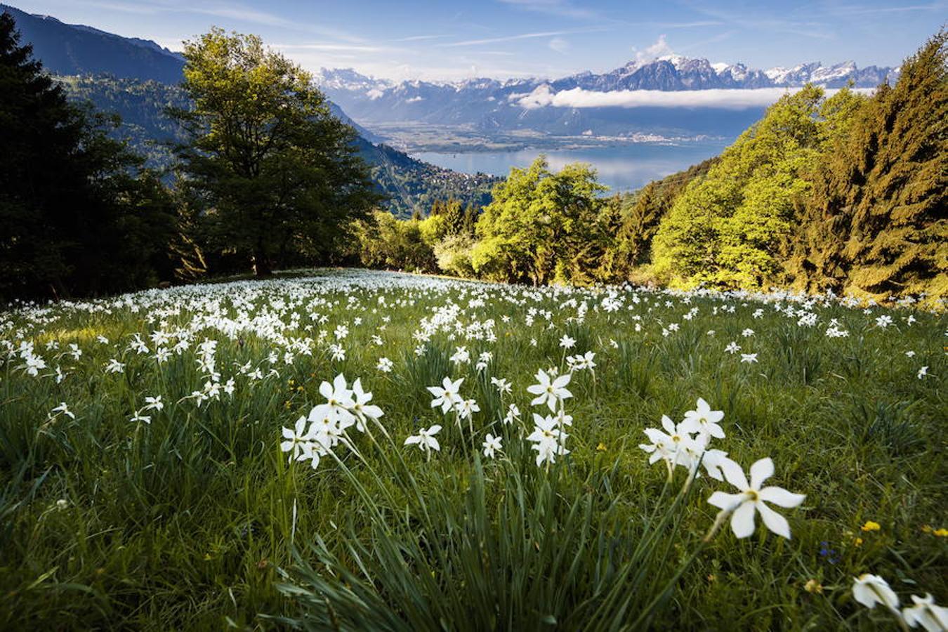 3. Flores de narcisos en plena floración en un campo cerca de Les Avants, sobre Montreux, Suiza.