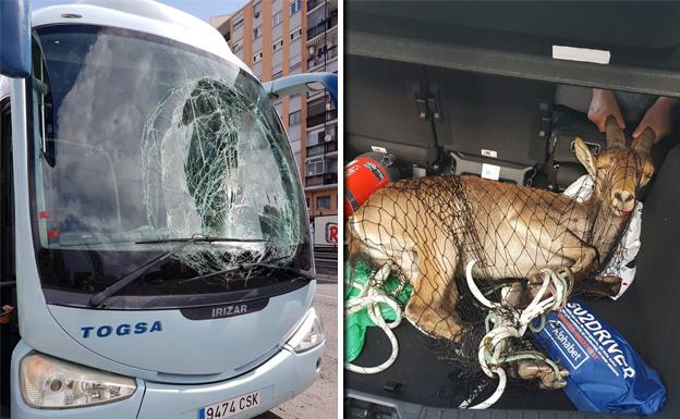 Autobús con la luna rota por el golpe con la cabra y el animal, tras ser capturado en Sedaví.