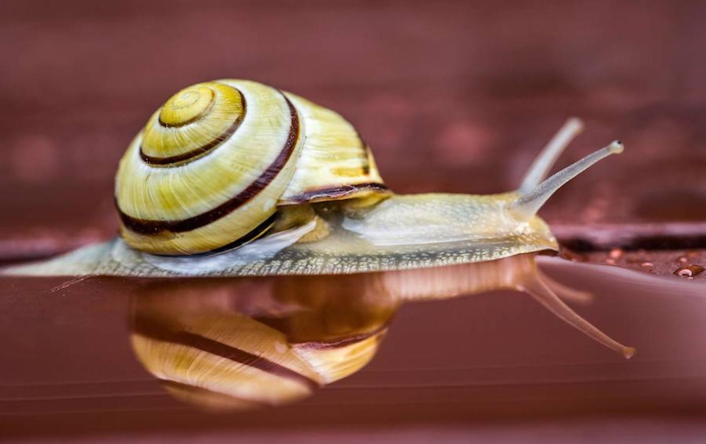 Un pequeño caracol reflejado en el agua mientras se desliza, en Frankfurt, Alemania. 