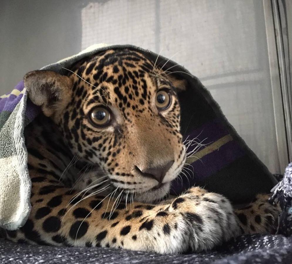 En muchas ocasiones, los animales, desde los más pequeños a los más grandes, pueden impresionar a los seres humanos con actitudes, sentimientos o incluso con sus historias. Este es el caso de D'Yaira, una jaguar que vuelve sana a la selva después de superar dos delicadas operaciones tras haber sido disparada por cazadores en Quito, Ecuador. 