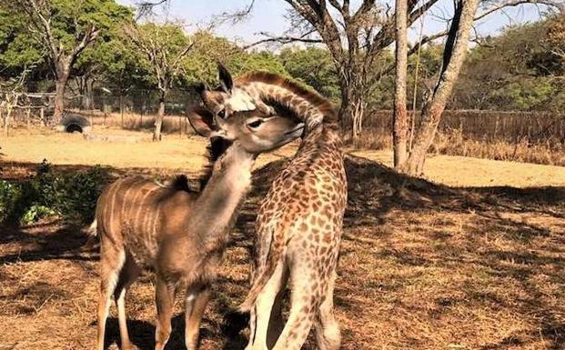 Con 'Mouse', la cría macho de antílope kudú, se completaba la historia de amor y superación. 