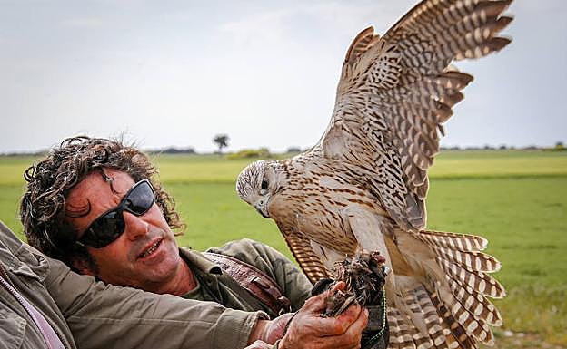 Un ejemplar de halcón gerifalte adiestrado para cetrería. 