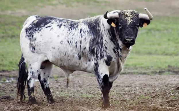 El toro que ha cogido al joven en Paiporta.