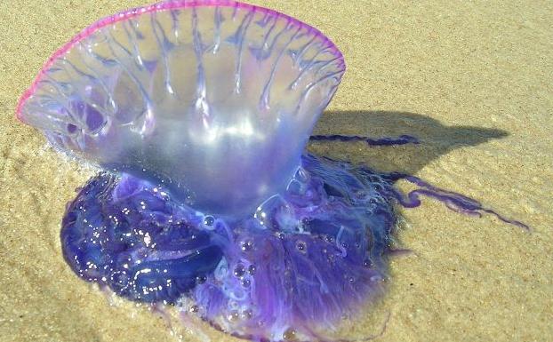 Dos medusas Carabela Portuguesa ponen en jaque las playas de Teulada Moraira