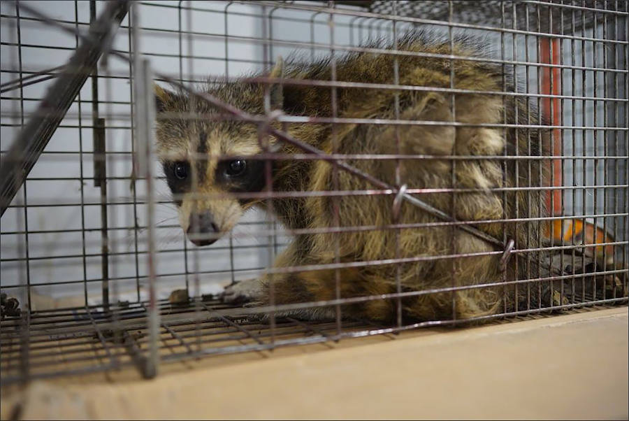 Una parte de Estados Unidos se despertó aliviada este miércoles tras la captura de un mapache que se había refugiado en el piso 23 de un edificio de St-Paul, en Minnesota. La escalada lenta y peligrosa del pequeño animal fue difundida a través de las redes sociales y seguida por miles de internautas. 