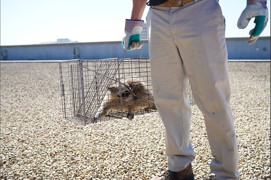 Una parte de Estados Unidos se despertó aliviada este miércoles tras la captura de un mapache que se había refugiado en el piso 23 de un edificio de St-Paul, en Minnesota. La escalada lenta y peligrosa del pequeño animal fue difundida a través de las redes sociales y seguida por miles de internautas. 