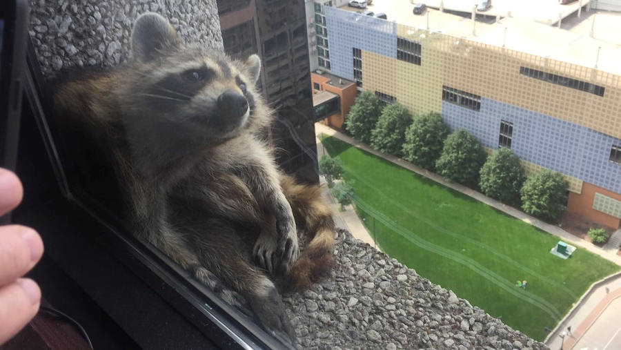 Una parte de Estados Unidos se despertó aliviada este miércoles tras la captura de un mapache que se había refugiado en el piso 23 de un edificio de St-Paul, en Minnesota. La escalada lenta y peligrosa del pequeño animal fue difundida a través de las redes sociales y seguida por miles de internautas. 