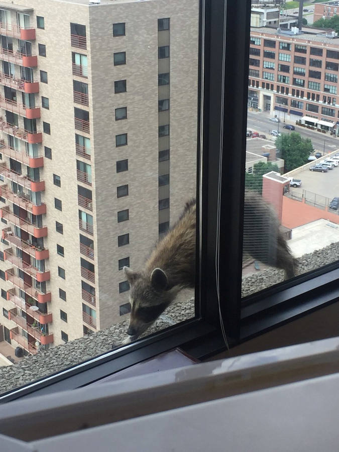 Una parte de Estados Unidos se despertó aliviada este miércoles tras la captura de un mapache que se había refugiado en el piso 23 de un edificio de St-Paul, en Minnesota. La escalada lenta y peligrosa del pequeño animal fue difundida a través de las redes sociales y seguida por miles de internautas. 