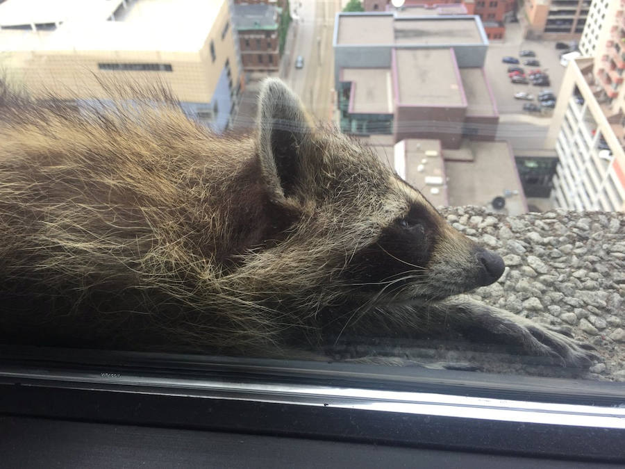 Una parte de Estados Unidos se despertó aliviada este miércoles tras la captura de un mapache que se había refugiado en el piso 23 de un edificio de St-Paul, en Minnesota. La escalada lenta y peligrosa del pequeño animal fue difundida a través de las redes sociales y seguida por miles de internautas. 