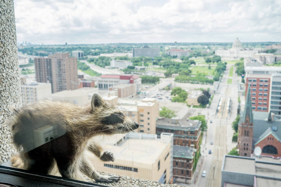 Una parte de Estados Unidos se despertó aliviada este miércoles tras la captura de un mapache que se había refugiado en el piso 23 de un edificio de St-Paul, en Minnesota. La escalada lenta y peligrosa del pequeño animal fue difundida a través de las redes sociales y seguida por miles de internautas. 