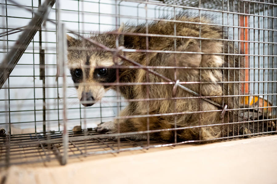 Una parte de Estados Unidos se despertó aliviada este miércoles tras la captura de un mapache que se había refugiado en el piso 23 de un edificio de St-Paul, en Minnesota. La escalada lenta y peligrosa del pequeño animal fue difundida a través de las redes sociales y seguida por miles de internautas. 