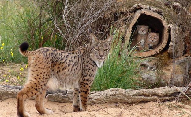 Linces en Doñana. 