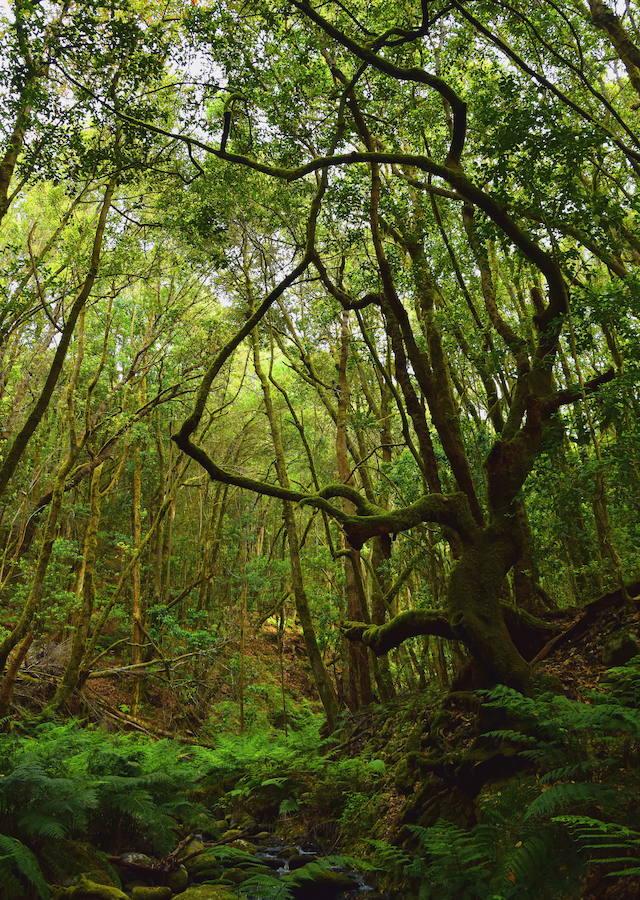 Garajonay. Isla La Gomera. Selva subtropical. 3.986 hectáreas.